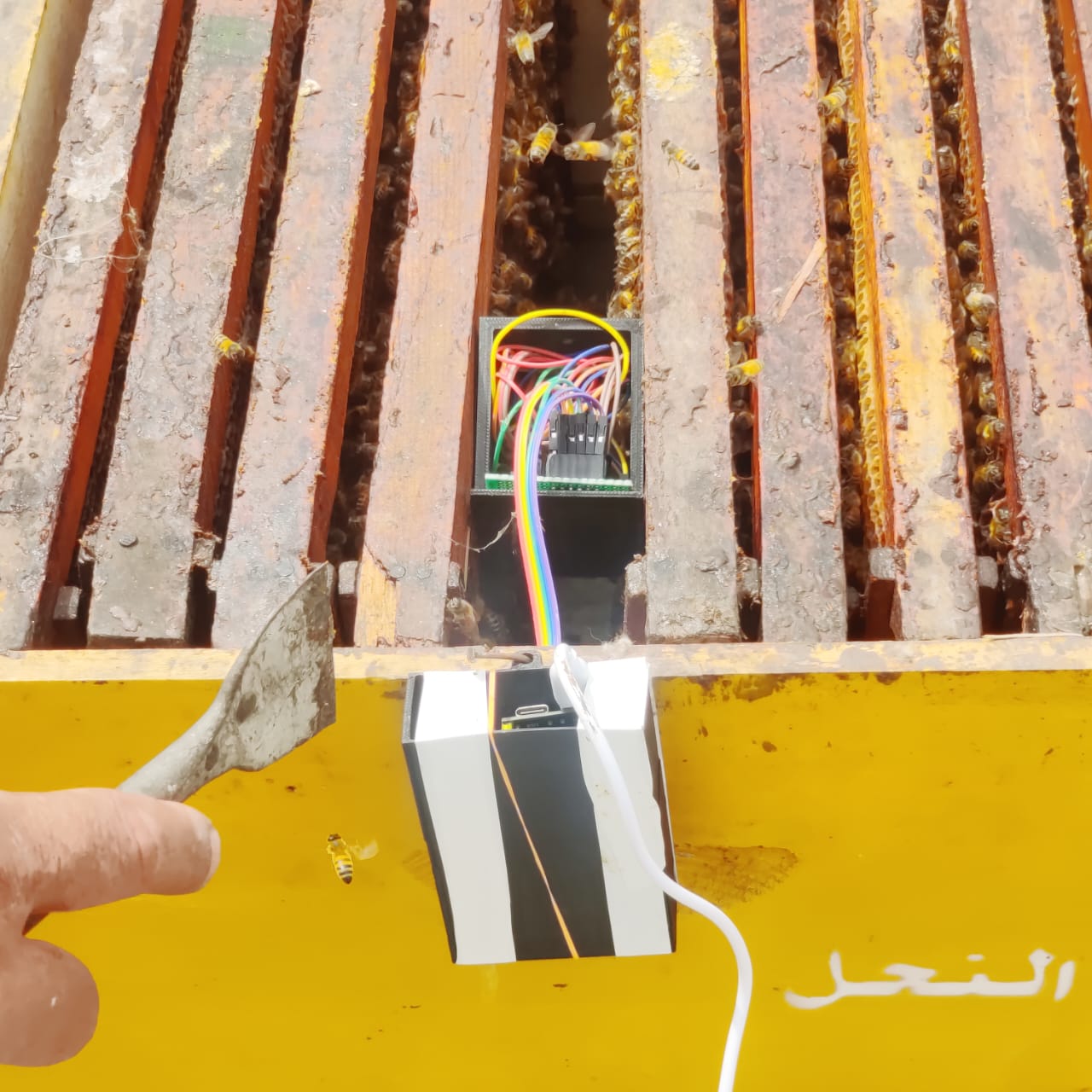 BuzzGuard ESP32 sensor unit wired and installed within an active beehive frame